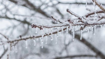 Zirai don sebebiyle büyük kayıp! Birçok mahsul zarar gördü
