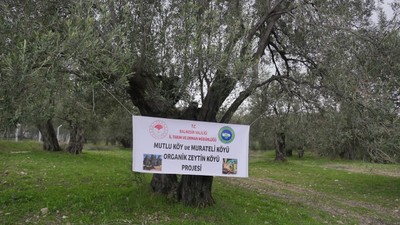 Ayvalık, organik zeytinyağı üretiminin merkezi olma yolunda