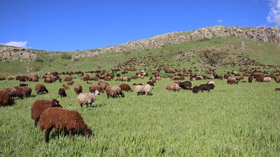 "Küçükbaş hayvancılıkta kredi limitlerinin artırılması sektörü pozitif etkileyecek"