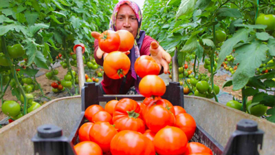 Amasya&rsquo;da domates hasadı başladı, 100 bin ton rekolte bekleniyor