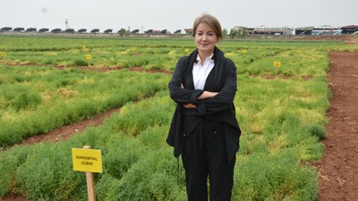 Toprağı, bitkiyi ve ekolojiyi koruyan mikrobiyal gübre, GAP bölgesinde kullanılmaya başlandı