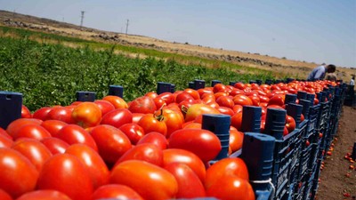 ABD, Meksika domatesine yüzde 21 gümrük vergisi uygulayacak