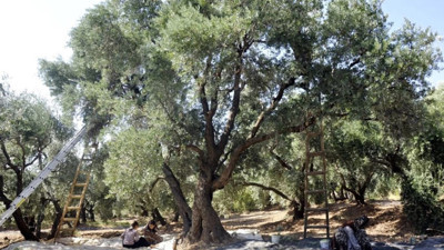 Mardin’de yüksek yer altı su kullanımı bahçeciliği tehdit ediyor