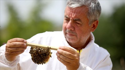 Arı ıslah çalışmalarıyla bal veriminin artırılması hedefleniyor