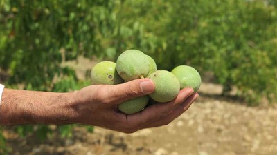 Hasat başladı! ’Yeşil Altın’ rekoltede üreticilerin yüzünü güldürdü