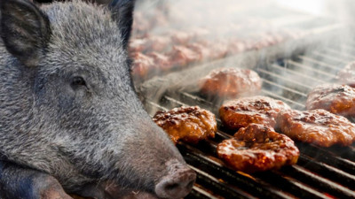 Çiftlik sahibi her şeyi anlattı: Yaban domuzu eti kullanıyorlar!