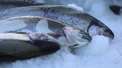 Doğu Karadeniz'den 2 ayda 8,6 milyon dolarlık Türk somonu ihraç edildi