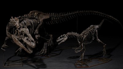 Her parça servet değerinde! Christie's 3 dinozor iskeletini açık artırmaya çıkarıyor