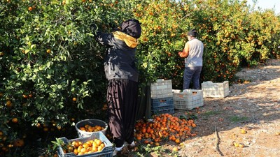 2025 tarım işçisi yevmiyeleri belli oldu