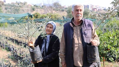 Dağdan topladıkları zeytin fidanlarını aşılayıp verimi yüksek zeytin ağacı ortaya çıkardılar