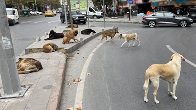 Sokaktaki her sahipsiz hayvan için belediyelere 71 bin TL ceza kesilecek!