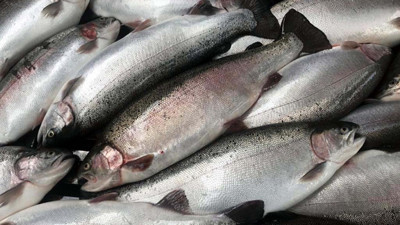 Kurban Bayramı öncesi balık çarşılarında derin sessizlik