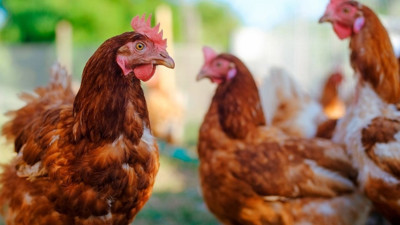 Yumurta krizi nedeniyle Amerikalılar tavuk beslemeye başladı