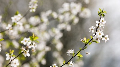 Baharın habercisi ilk cemre havaya düştü