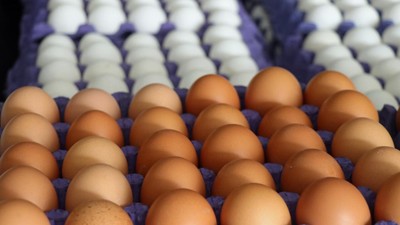 ABD’ye yumurta ihracatı hazırlığı