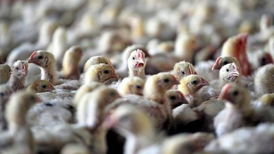 ABD'den kuş gribi krizine karşı 1 milyar dolarlık yatırım