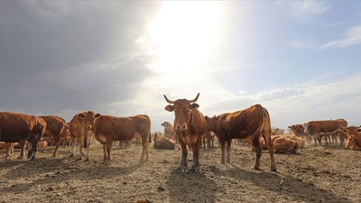 Hayvancılık Desteklemeleri Uygulama Tebliği'nde değişiklik!