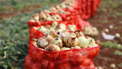 Tarlada soğan fiyatı 7-8 liraya kadar düştü! "Zincir marketler piyasa dengesini bozuyor"