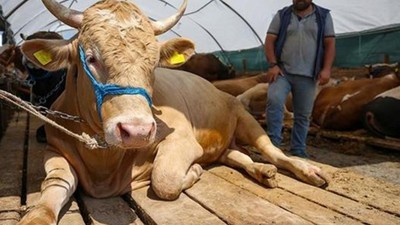 Kurbanlık fiyatları netleşiyor! Küçükbaş ve büyükbaş için ortalama rakamlar ortaya çıktı