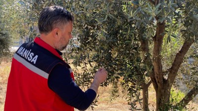 Manisa'da zeytin üreticilerine ’Pamuklu bit’ uyarısı yapıldı