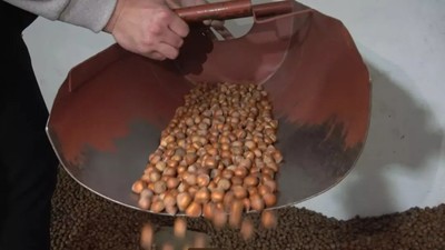 Zirai don fındık fiyatlarını uçurdu! Fındık, serbest piyasada rekor kırdı