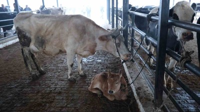 Aydın'da şap karantinası! Hayvan pazarı kapatıldı