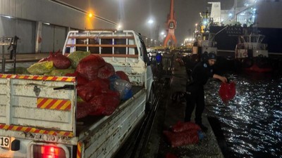 Samsun'da kaçak avlanan 2 ton midye yeniden denize bırakıldı