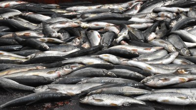 Van'da kaçak avlanan 60 kilogram inci kefali suya geri bırakıldı