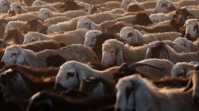 Kurban satış ve kesim yerleri için kurallar belirlendi! Uymayana büyük ceza yolda