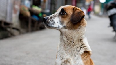 AYM, sahipsiz hayvanlarla ilgili düzenlemenin iptal istemini görüşecek