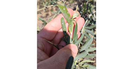 Manisalı zeytin üreticilerine önemli uyarı: Zeytin dal kanserine karşı ağaçları kontrol edin!