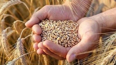 TMO, buğday ve arpa alımlarına 12 Mayıs Pazartesi günü başlayacak