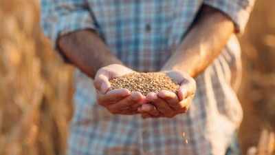 Maliyeti hesapladı! Çiftçi buğday fiyatı beklentisini açıkladı
