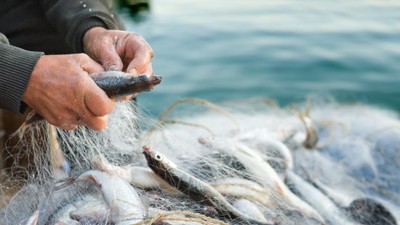 Doğu Karadeniz'in su ürünleri ihracatı 48 milyon doları aştı