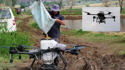 Pirinç başkenti Osmancık’ta dronlu çeltik ekimi başladı