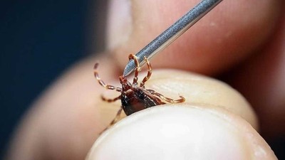 İç Anadolu ve Karadeniz’in iç kesimlerinde yaşayanlar dikkat: Uzmanlardan KKKA uyarısı