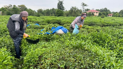 ÇAYKUR'dan bu yıl için 800 bin ton yaş çay alımı hedefi