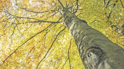 'Bir kültür, ormanlarından daha iyi değildir'