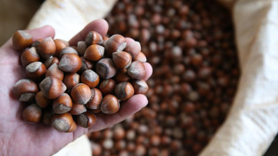 Üreticinin gözü TMO'da: Fındık fiyatı tarihi zirvelerini görebilir