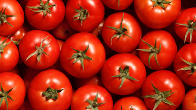 Antalya'da temmuz ayında domates yıllık miktarda yüzde 47 arttı