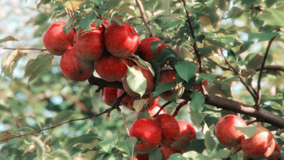 Zirai don, depo ve nakliye maliyetleri... Elmanın kilosu 3 haneleri buldu