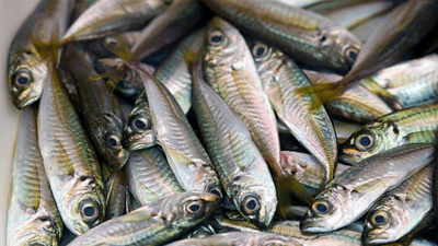 Balıkçılar sezona hamsi ve istavrit bereketiyle başlıyor