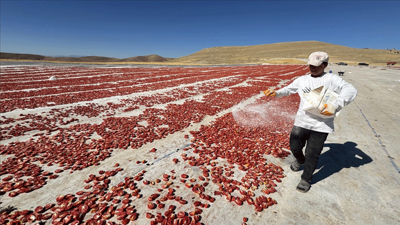 Misafirlik, tarıma dönüştü: Elazığ’da 6 bin dönüm araziye can verdiler