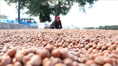 Sahil yolu fındıkla renklendi: Kurutma işleri başladı