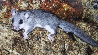 Munzur Dağları'nda keşfedildi! Yeni yediuyur türü tespit edildi