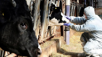 Şap mücadelesi sürüyor! 14 ilde daha hayvan pazarları açıldı