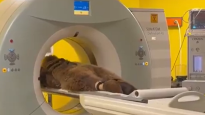 Hayvanat bahçesinde yediği meyveden rahatsızlanan "Okan" isimli ayının MR'ı çekildi