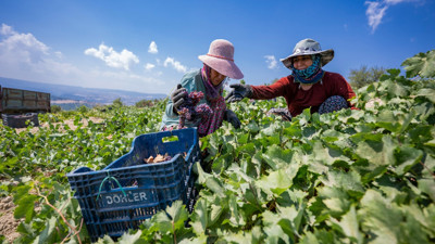 Tescilli ‘Gülnar Kuş Üzümü’ üretim sahası denetlendi