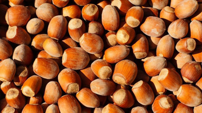 Türkiye, fındık ihracatından 1,6 milyar doları aşkın gelir sağladı