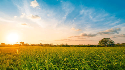 Tarım ve Orman Bakanı Yumaklı: Çeltikte 2025 yılı için 988 bin tonluk bir rekolte bekliyoruz